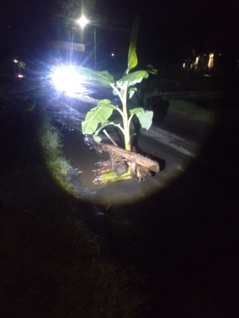 Aksi Tanam Pisang di Jalan Rusak