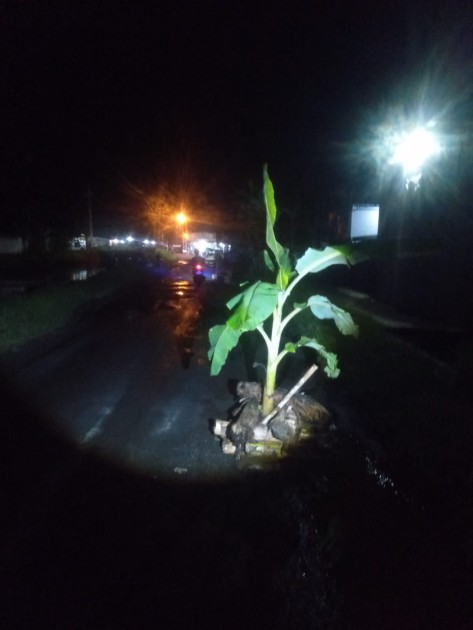 Aksi Tanam Pisang di Jalan Rusak